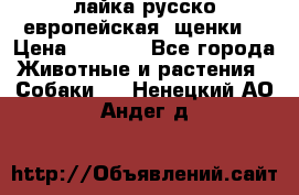 лайка русско-европейская (щенки) › Цена ­ 5 000 - Все города Животные и растения » Собаки   . Ненецкий АО,Андег д.